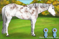 Horse Color:Bay Sabino 