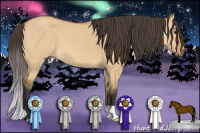 Horse Color:Buckskin Dun 