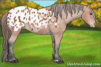 Horse Color:Bay Appaloosa 