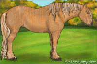 Horse Color:Gray Palomino Sabino  Brindle