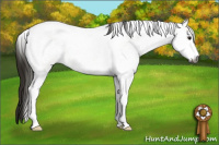 Horse Color:Gray White Spotted Buckskin Tobiano 
