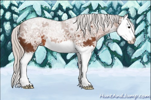 Horse Color: Silver Bay Ice Splash 