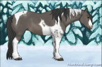 Horse Color:Black Tobiano 