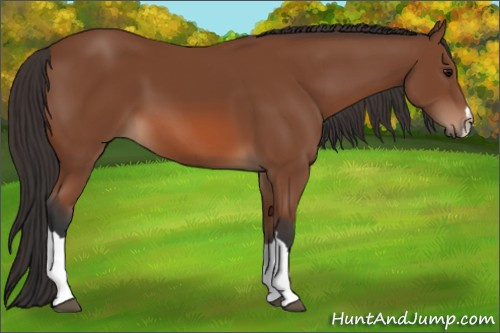 Horse Color: Bay 