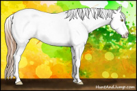 Horse Color:Bay Pearl Appaloosa 