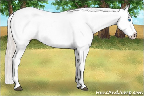 Horse Color: White Spotted Silver Bay Splash Blanket 