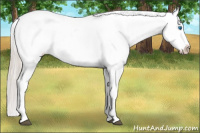 Horse Color:White Spotted Silver Bay Splash Appaloosa 