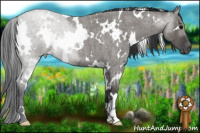 Horse Color:White Spotted Grullo Roan 