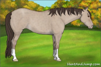 Horse Color:Classic Champagne Dun 