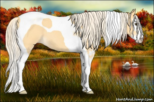 Horse Color: Palomino Roan Dun Splash Tobiano 