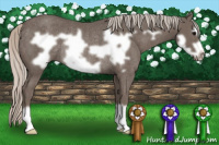 Horse Color:Silver Brown Frame Rabicano