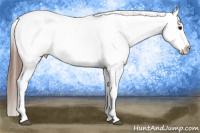 Horse Color:Brown Snowcap 