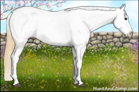 Horse Color:Buckskin Blanket 