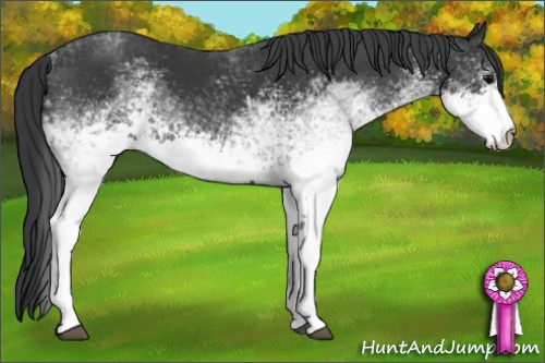 Horse Color: White Spotted Black 