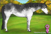 Horse Color:White Spotted Black 
