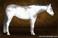 Horse Color:Grullo Roan Splash Frame Rabicano