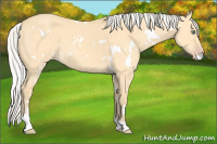 Horse Color:White Spotted Silver Amber Cream Champagne Dun Sabino 
