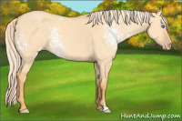 Horse Color:White Spotted Gold Cream Champagne Dun Sabino 