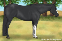 Horse Color:Black 