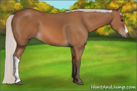 Horse Color:Silver Bay