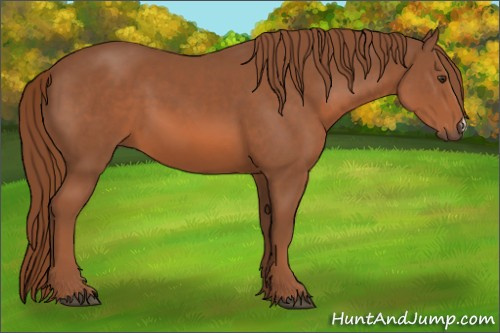 Horse Color: Liver Chestnut 