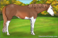 Horse Color:Liver Chestnut Sabino Splash 