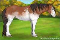 Horse Color:White Spotted Bay Sabino 