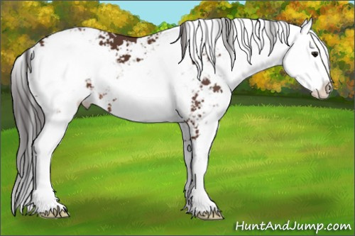 Horse Color: Brown Sabino 