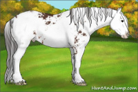 Horse Color:Brown Sabino 