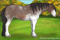 Horse Color:White Spotted Bay Roan 