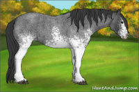 Horse Color:White Spotted Brown Roan 