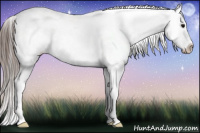 Horse Color:Brown Appaloosa