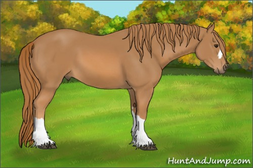 Horse Color: Chestnut 