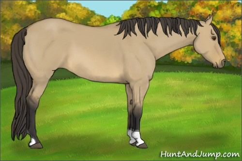 Horse Color: Buckskin Dun Tobiano 
