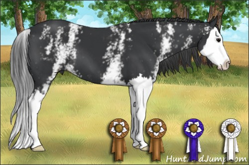 Horse Color: White Spotted Black Splash 