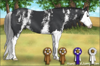 Horse Color:White Spotted Black Splash 