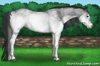 Horse Color:White Spotted Black