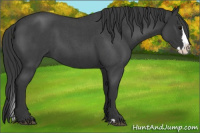 Horse Color:Blue Roan Splash 