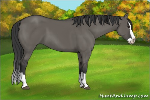 Horse Color: Grullo Sabino Splash 