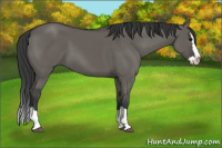 Horse Color:Grullo Sabino Splash
