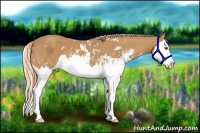 Horse Color:Chestnut Sabino Splash