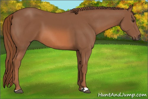 Horse Color: Chestnut 