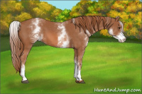 Horse Color:White Spotted Chestnut