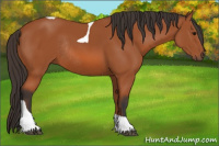 Horse Color:Bay Tobiano Rabicano