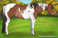 Horse Color:Bay Tobiano Rabicano