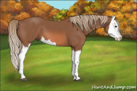 Horse Color:Chestnut Splash 