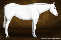 Horse Color:Black Tobiano Appaloosa