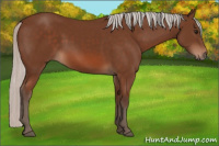 Horse Color:Silver Bay 