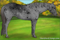 Horse Color:ERROR: UNKNOWN ANOMALY