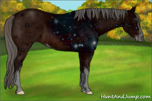 Horse Color: ERROR: UNKNOWN ANOMALY